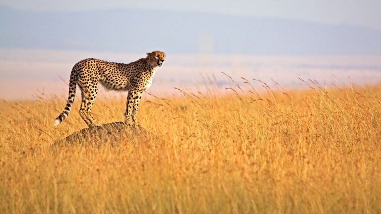 10-Day Lewa, Mathews Range & Masai Mara Safari