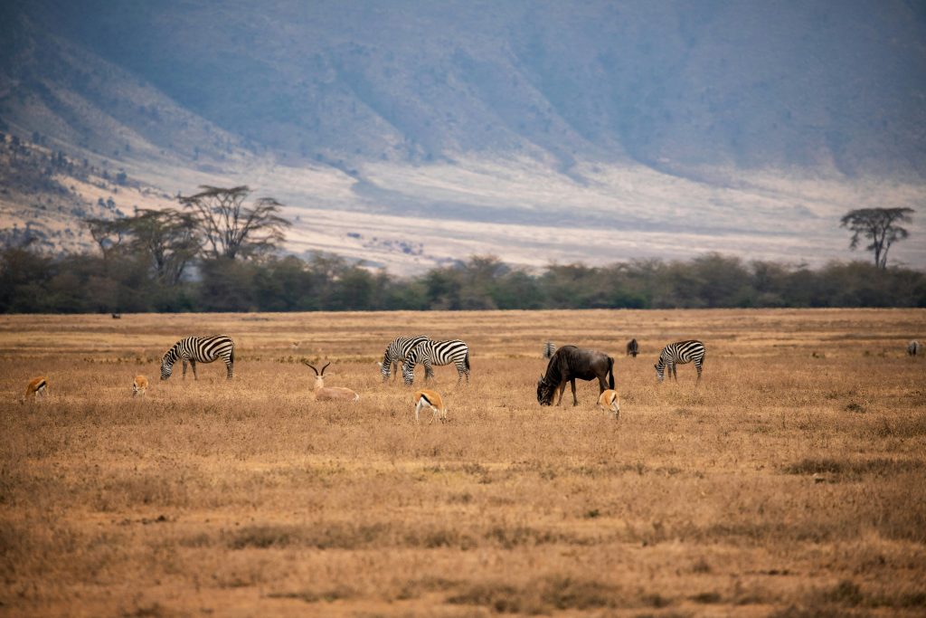 12-Day Tanzania & Pemba Island Safari