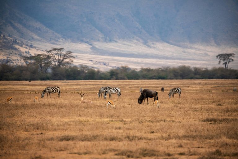 Ngorongoro Crater from the rim