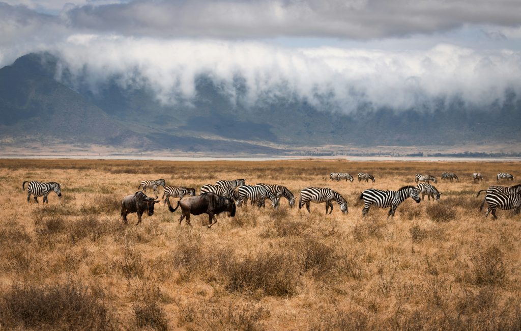 6-Day Luxury Kenya & Tanzania Safari