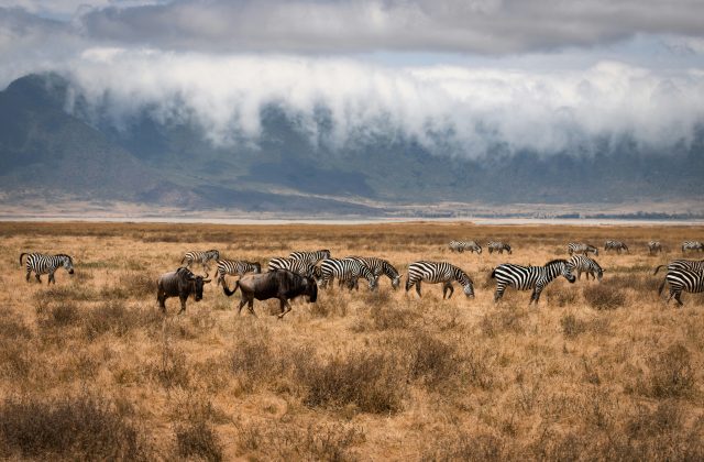 6-Day Highlights of Kenya & Tanzania, Luxury