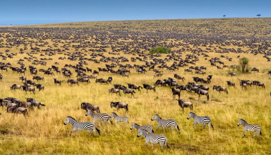 Wildebeest and zebra herds