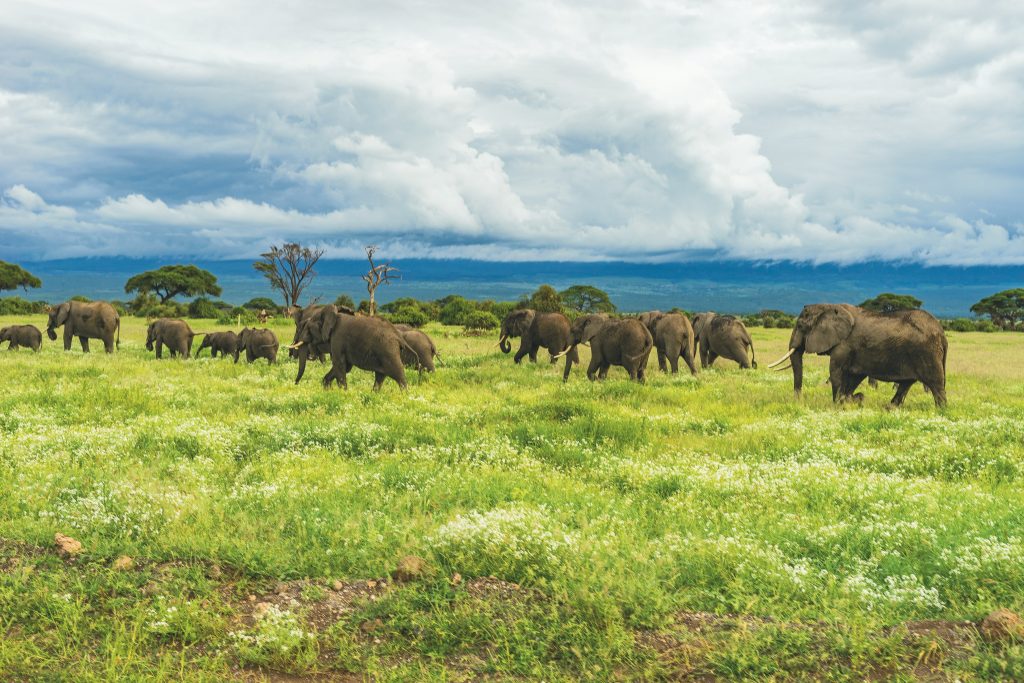 7-Day Kenya Budget Safari