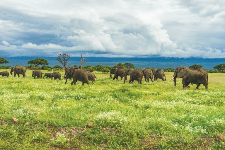Elephant herd in Amboseli after rain