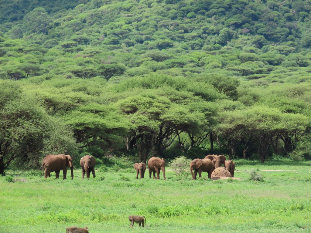 Wildlife on the Ngorongoro crater floor