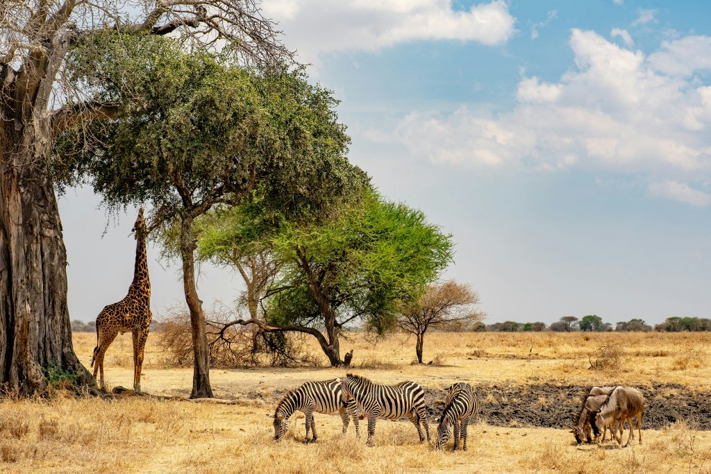 12-Day Kenya & Tanzania Grand Safari