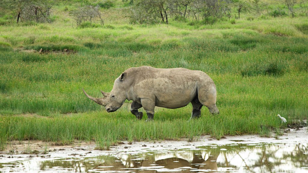 14-Day Relaxed Luxury Kenya & Tanzania Safari