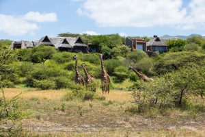 ol Donyo Lodge, Chyulu Hills, Mbirikani Group Ranch, between Amboseli and Tsavo, photo 3