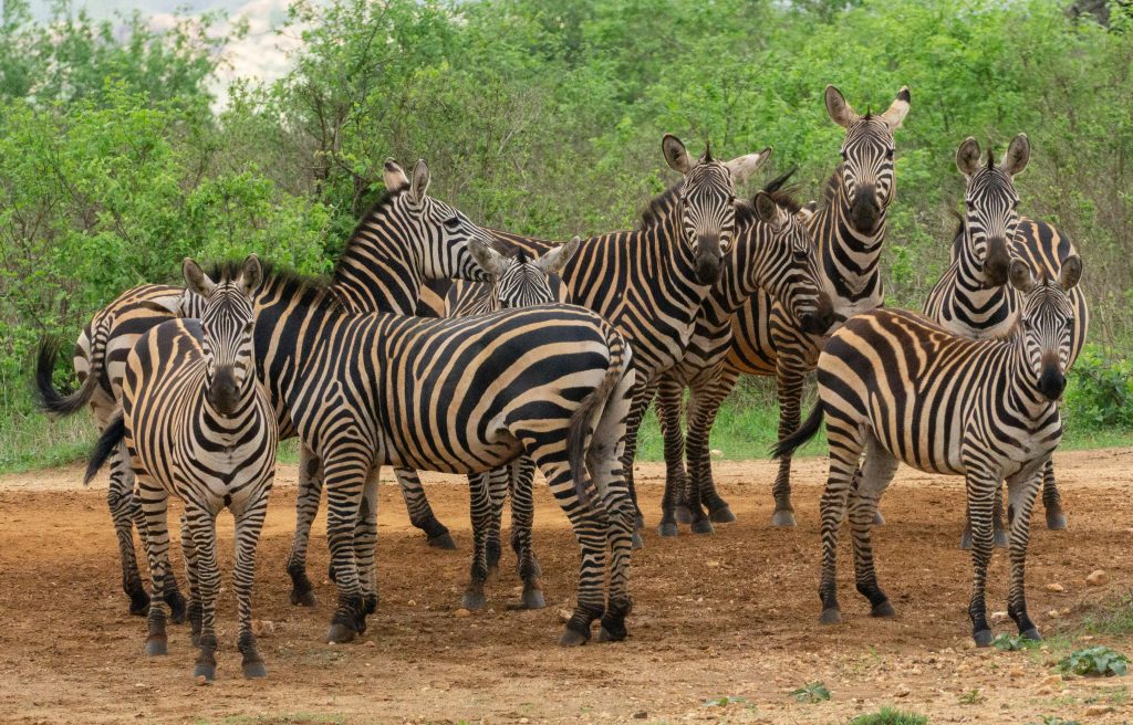 Zebra herd in Tsavo West