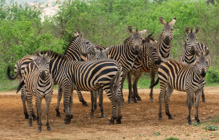 Zebra herd in Tsavo West