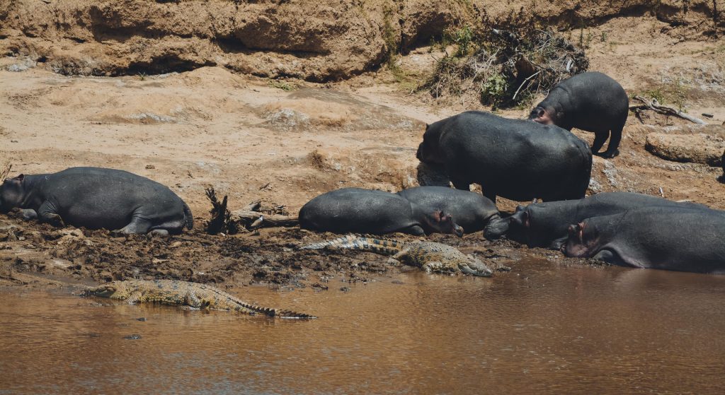 10-Day Ultimate Kenya, Luxury Safari & Beach Escape
