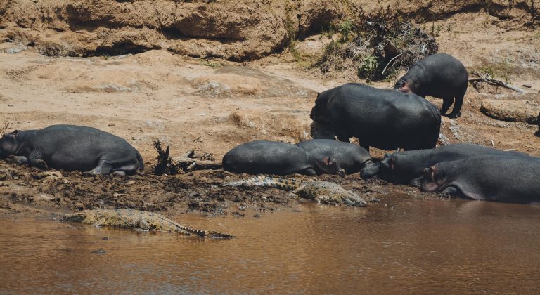 10-Day Ultimate Kenya, Luxury Safari & Beach Escape
