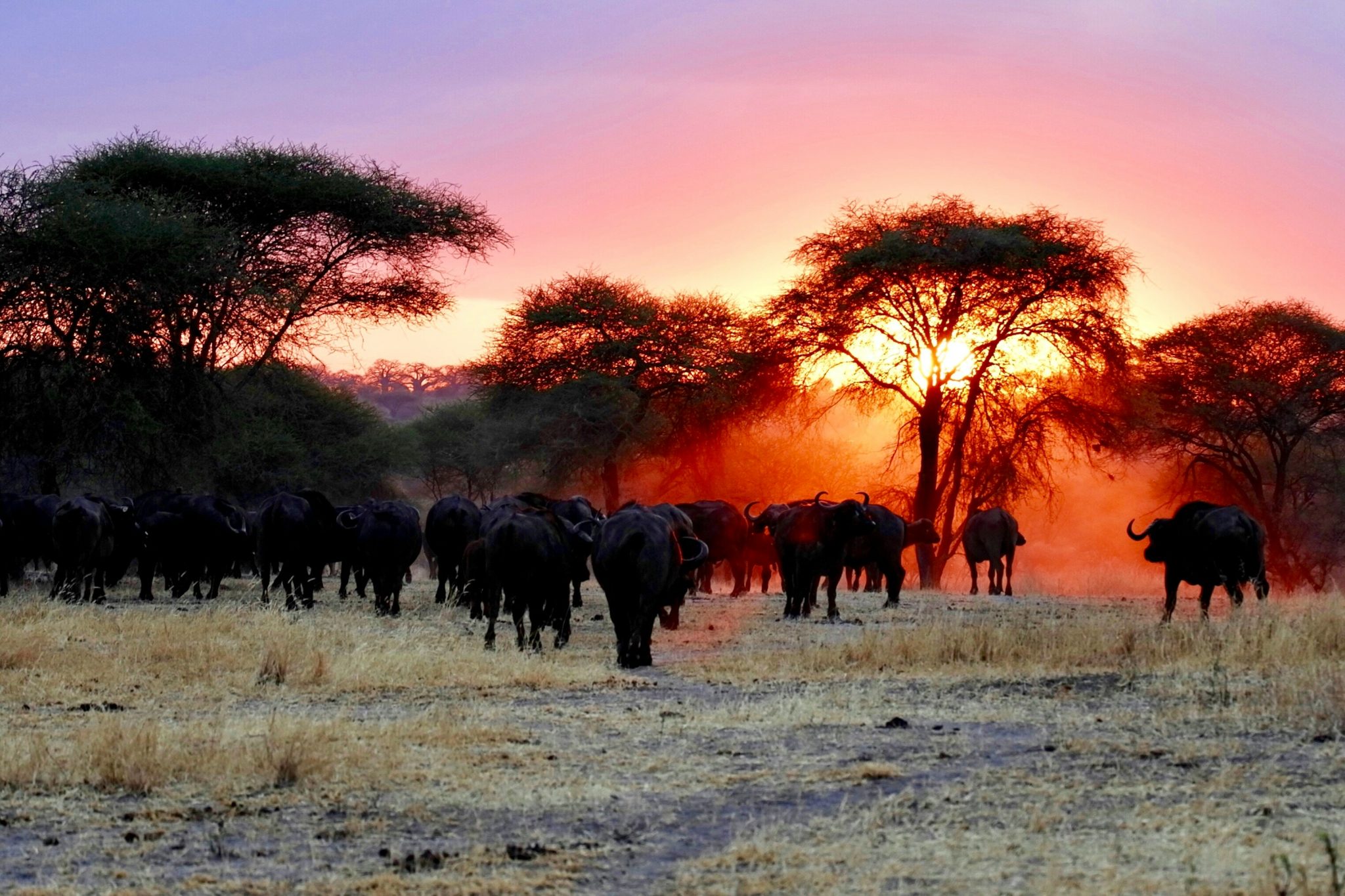 4-Day Luxury Tanzania Safari