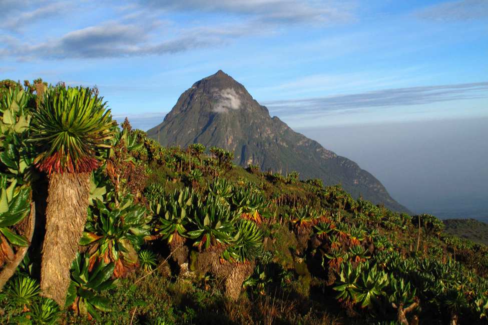 6-Day Rwanda Gorilla & Chimpanzee Safari