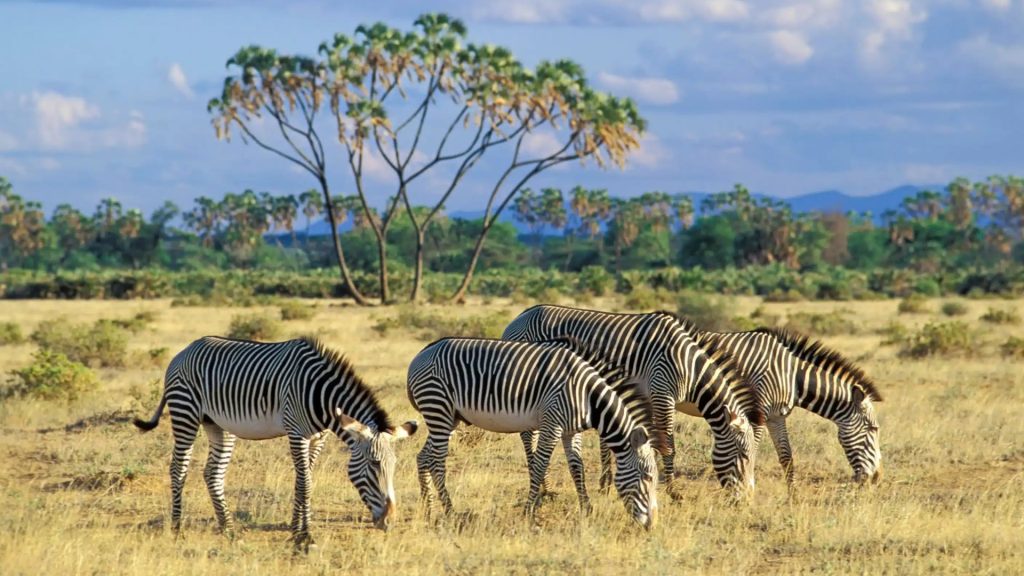 14-Day East Africa Perennial Safari