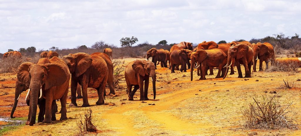 Tsavo West landscape