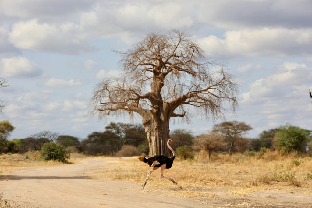 19-Day East Africa Grand Safari