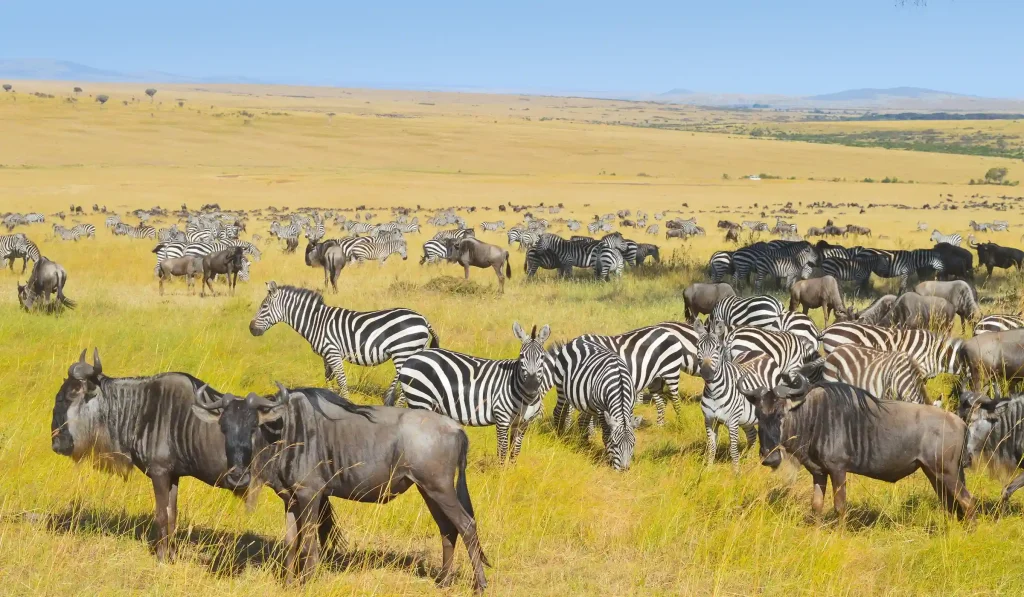 when-to-visit-serengeti-national-park-1-2