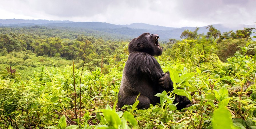 Silverback gorilla in Volcanoes National Park
