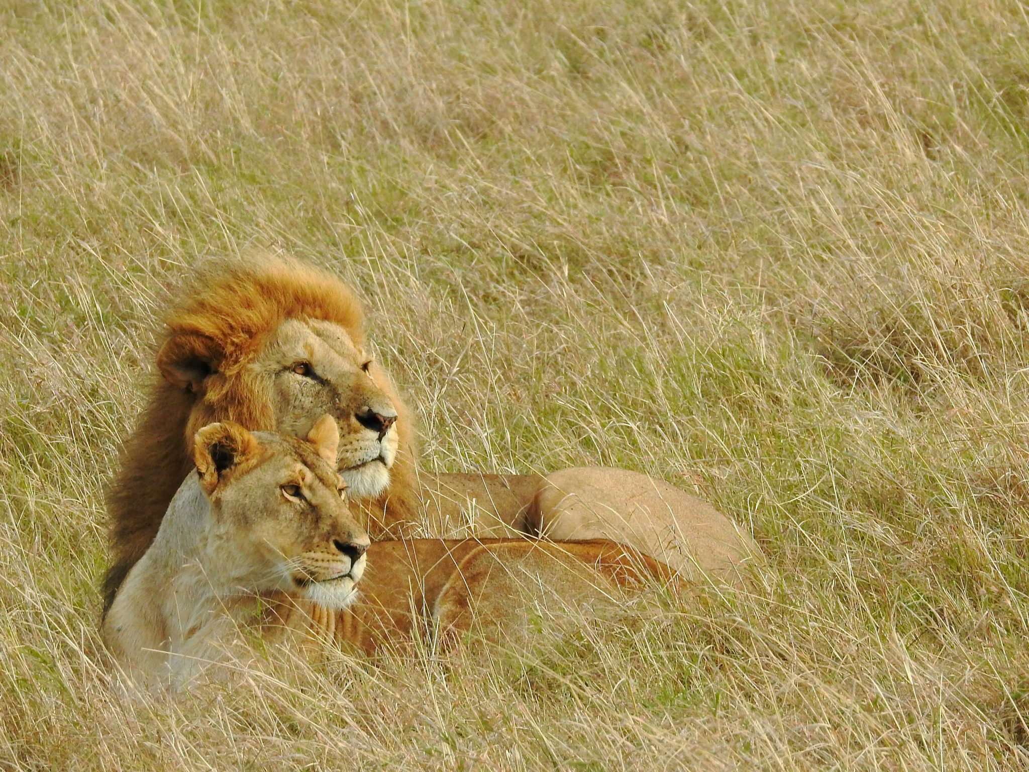 3-Day Maasai Mara Big Five Safari