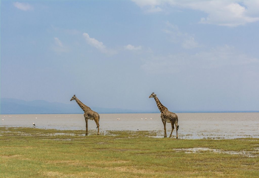 7-Day Luxury Serengeti Migration Safari